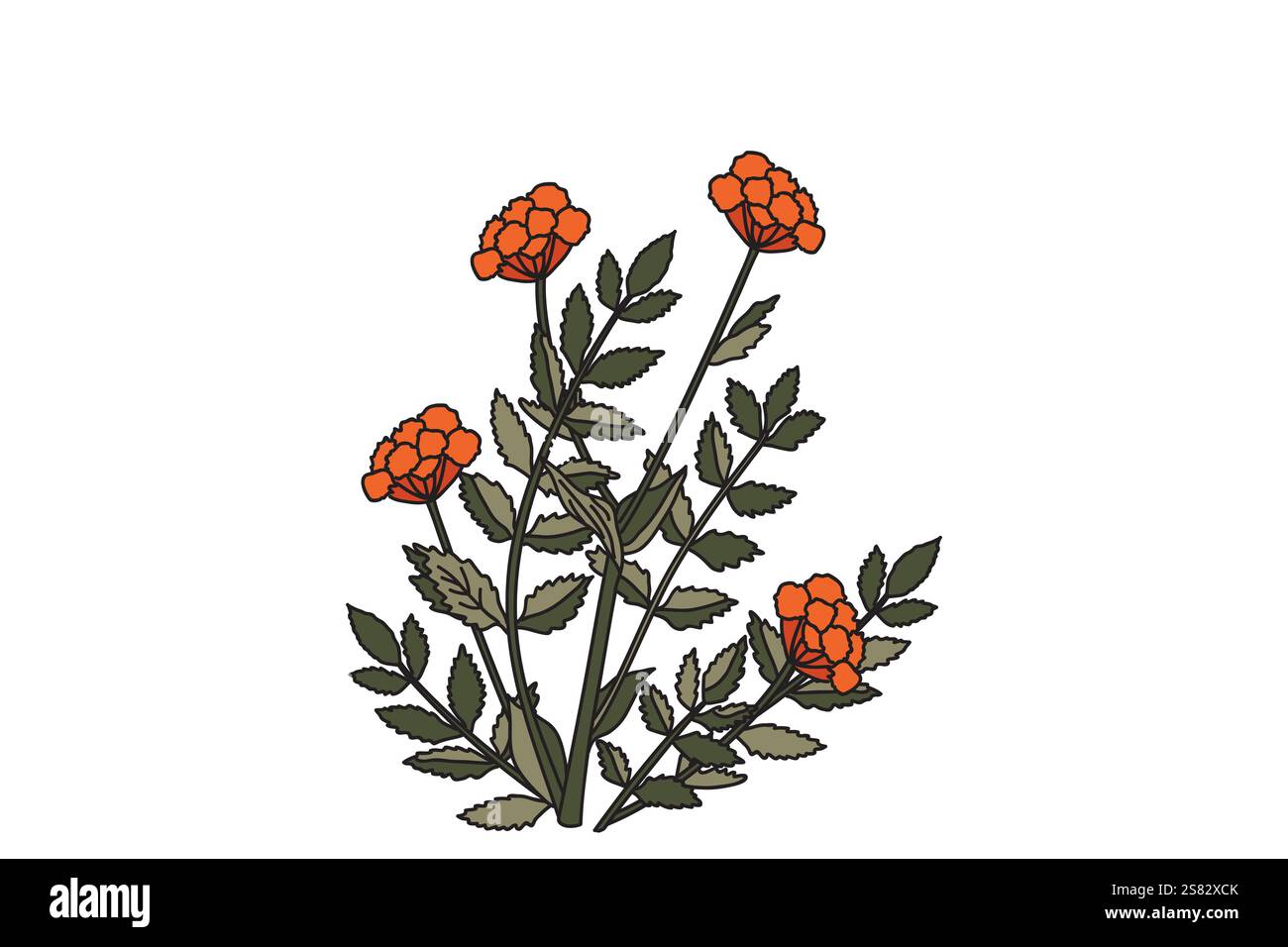 Pianta botanica medica Marigold con fiori isolati su sfondo bianco. Illustrazione vettoriale del bouquet colorato di Calendula. Progettazione grafica per Stampa B. Illustrazione Vettoriale