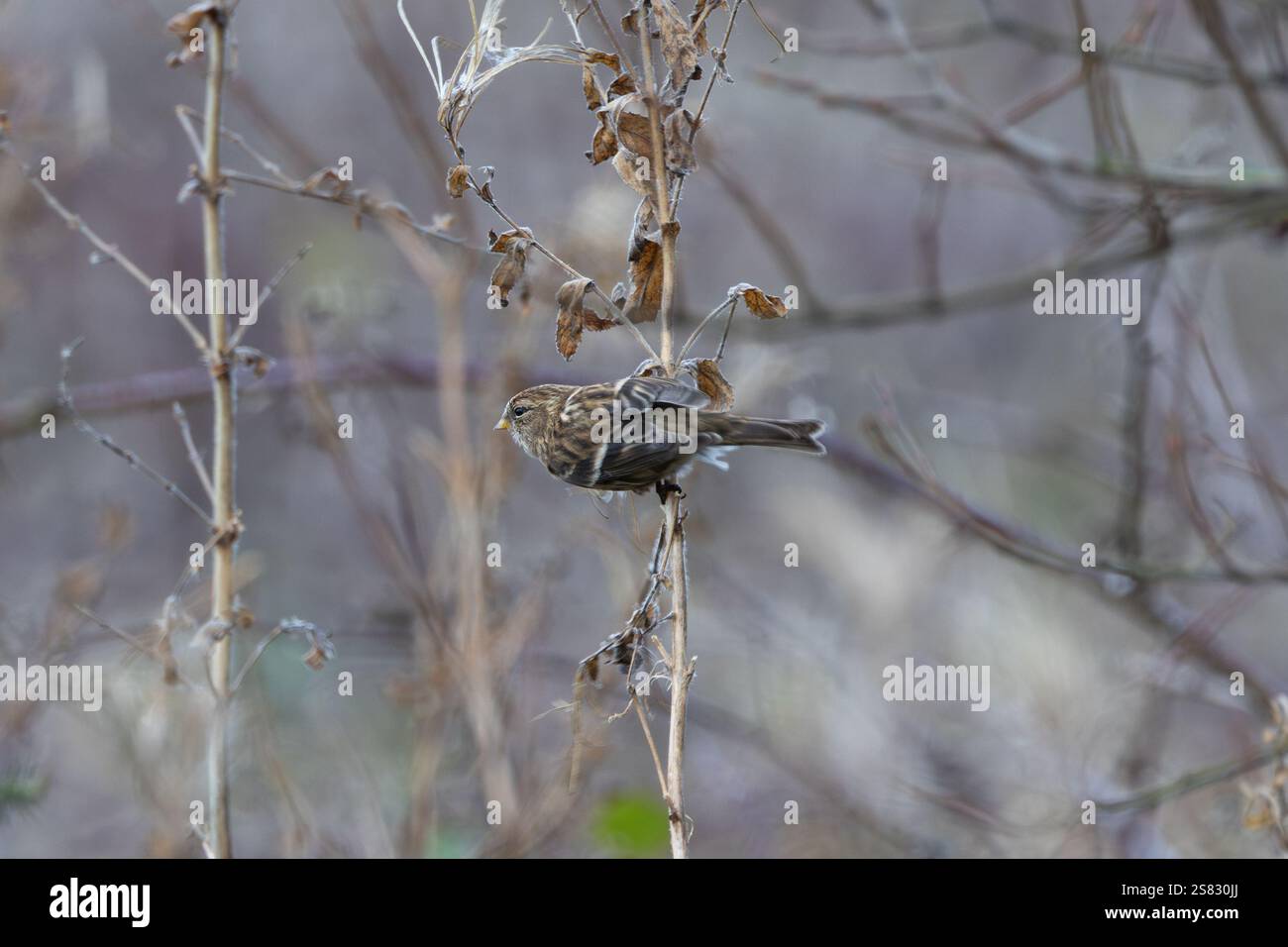 Il Redpoll minore (cabaret Acanthis) si nutre di semi e insetti. Fotografato all'ippodromo di Baldoyle, Dublino. Foto Stock