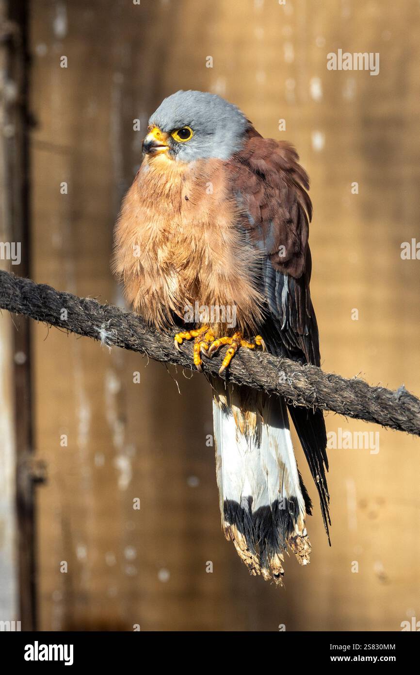 Kestrel minore (Falco naumanni) preda insetti e piccoli mammiferi. Fotografato nel suo habitat naturale. Foto Stock