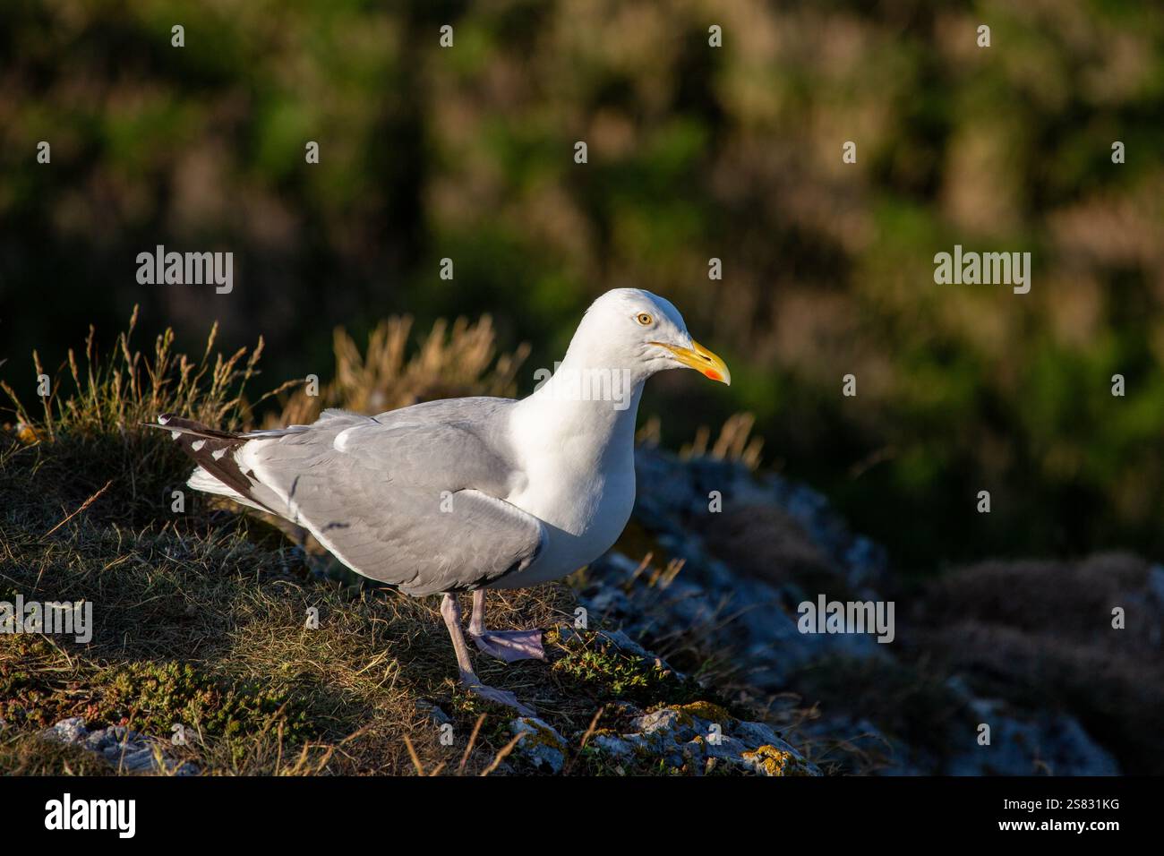 Il gabbiano di aringa (Larus argentatus) si nutre di pesci, crostacei e scarti. Fotografato a Bull Island, Dublino. Foto Stock