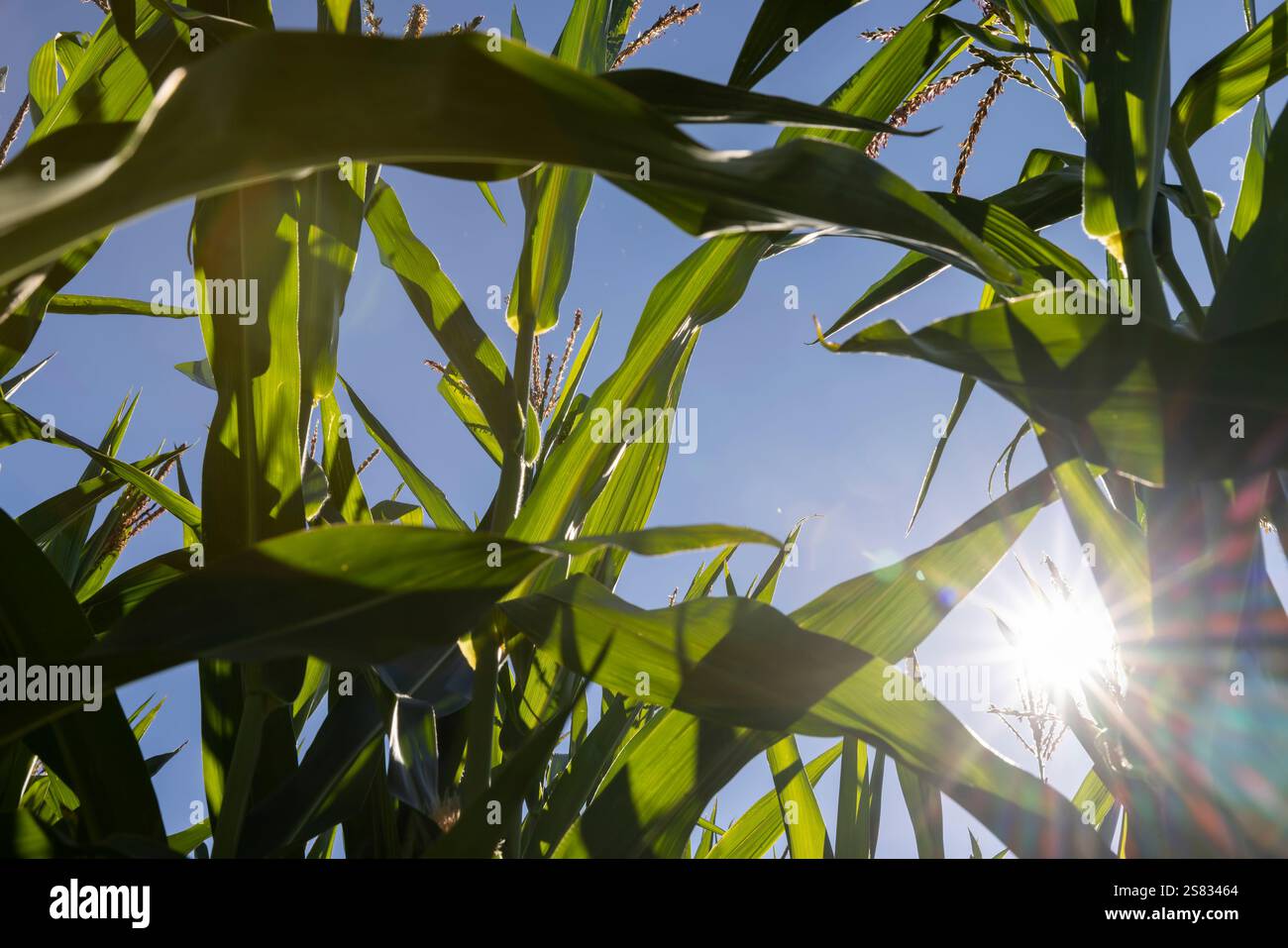 Mais nel campo durante la fioritura e l'impollinazione , il sole splende, bei germogli con fiori di mais durante il processo di impollinazione per la produzione Foto Stock