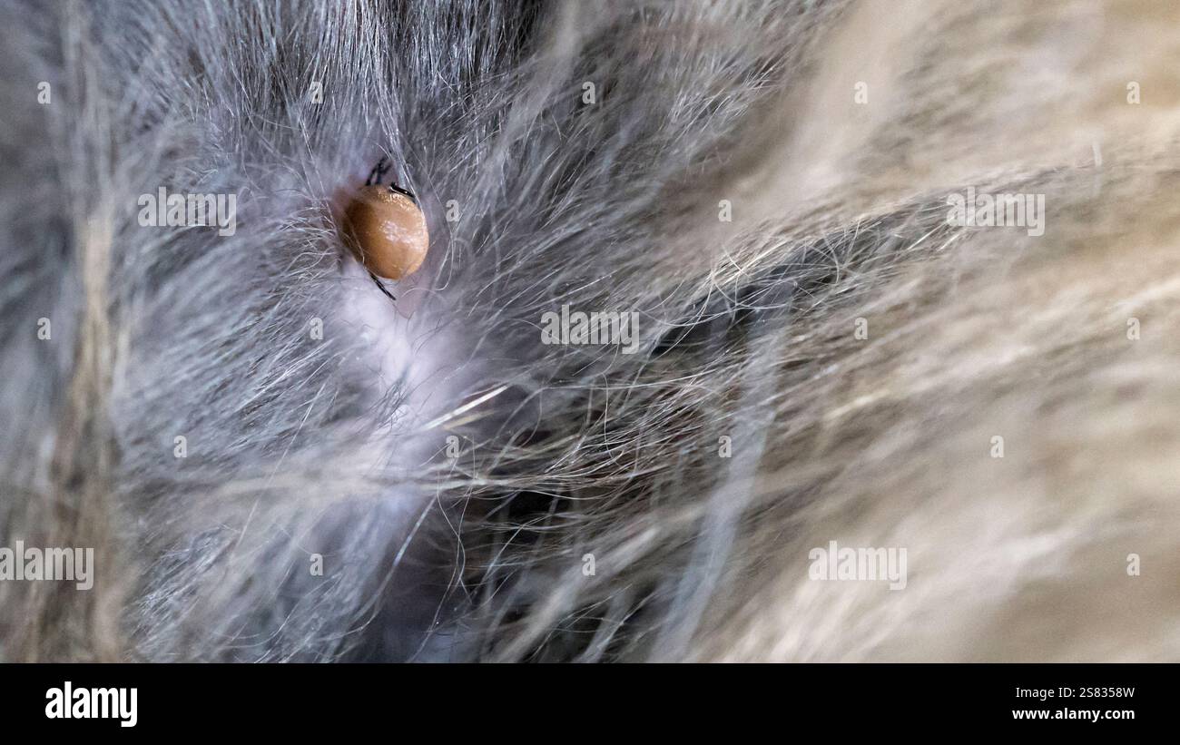 Primo piano dettagliato di una zecca incorporata nella pelliccia di un gatto. Un'immagine macro di un segno di spunta. Foto Stock