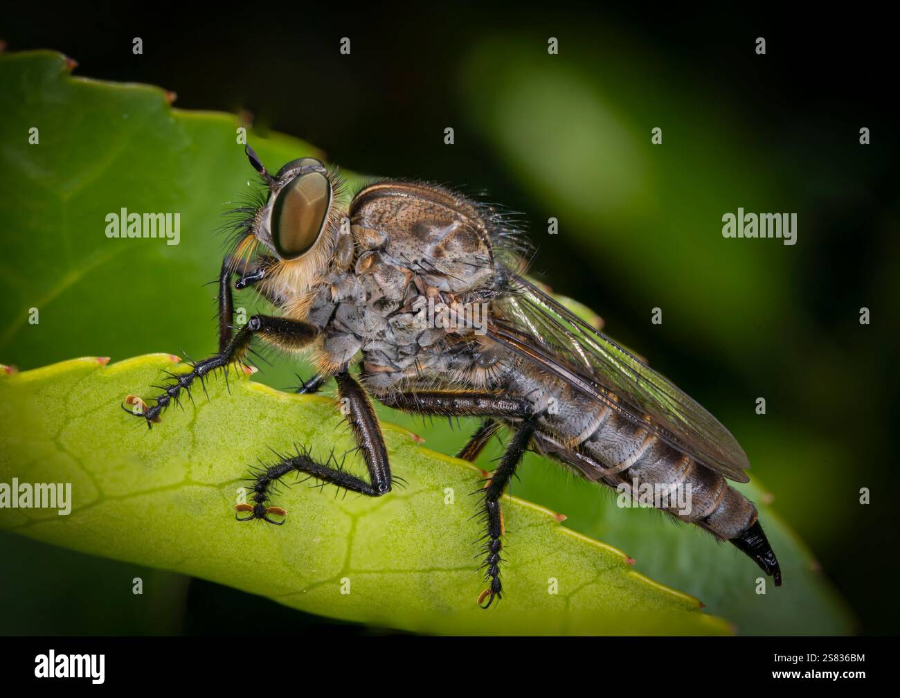 Primo piano dettagliato del volo dei rapinatori Foto Stock