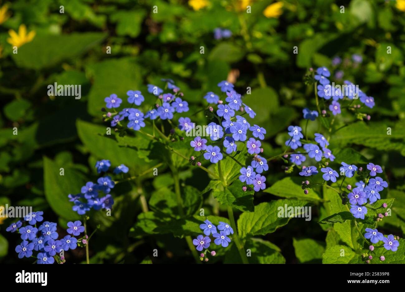 Blue Forget-me-nots Blooming in un giardino illuminato dal sole. Foto Stock