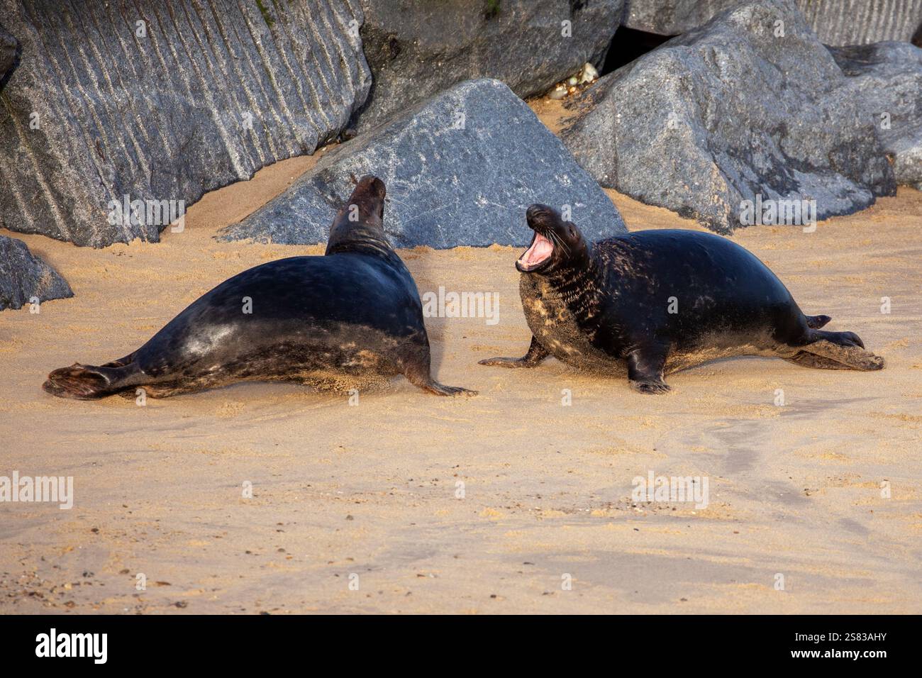 Le foche del Regno Unito del Norfolk combattono sulla spiaggia con giovani cuccioli durante la stagione degli accoppiamenti Foto Stock
