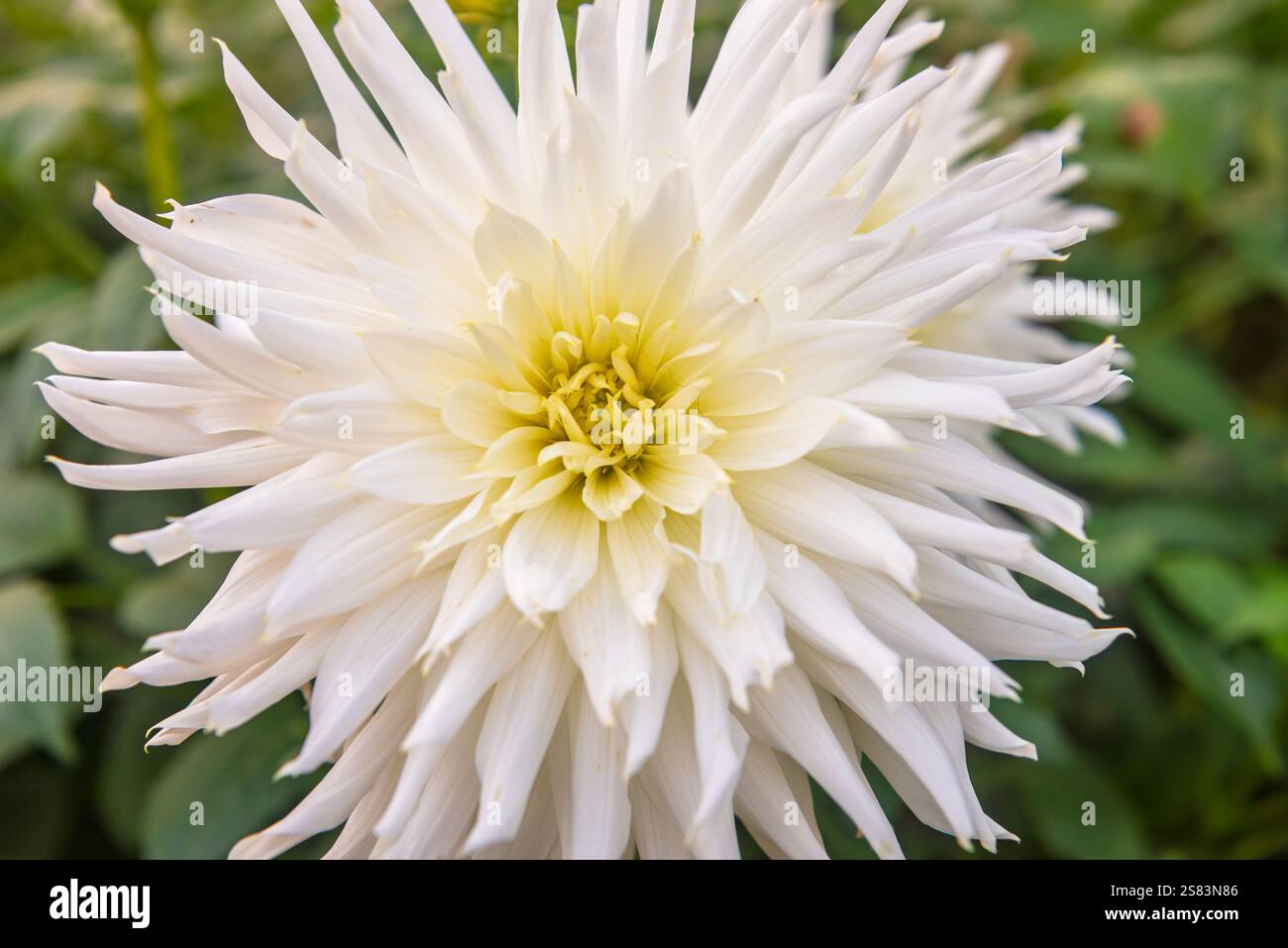 Fiore bianco Dahlia in pieno fiore Foto Stock