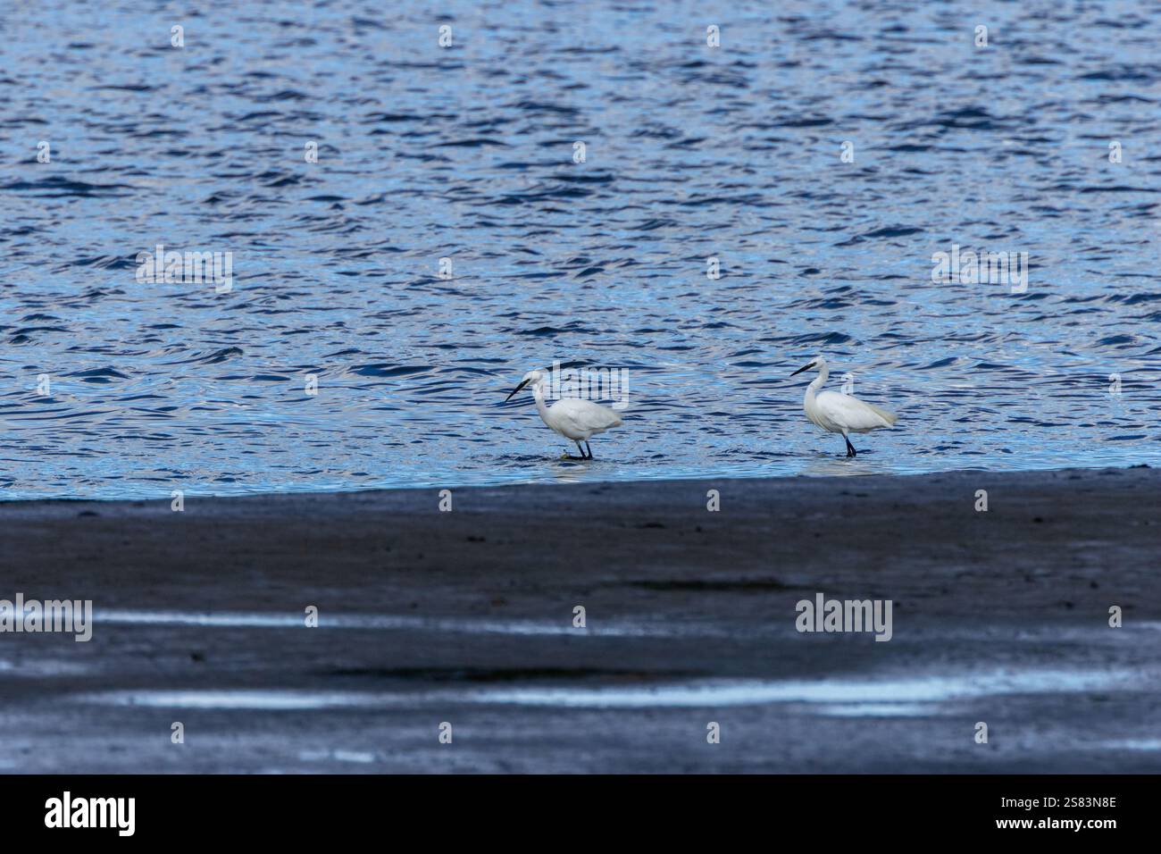 Little Egret si nutre di pesci, insetti e crostacei. Avvistato a Bull Island, Dublino, un paradiso per la fauna selvatica. Foto Stock