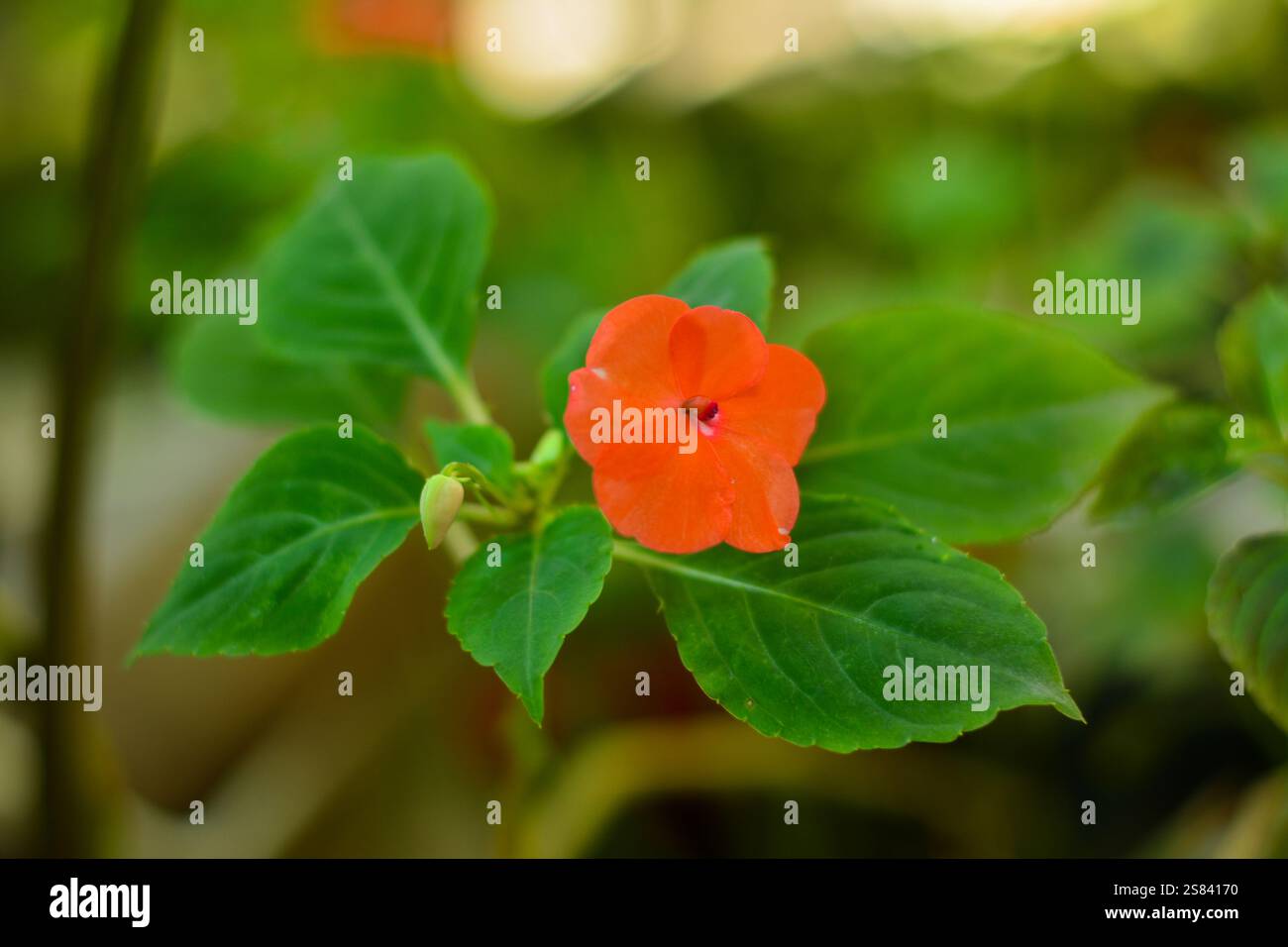 Bellissimo fiore della gioia della casa (impatiens walleriana) è anche conosciuto come Balsamine, Miramelindo, orecchie da orso, presepe africano. Foto Stock