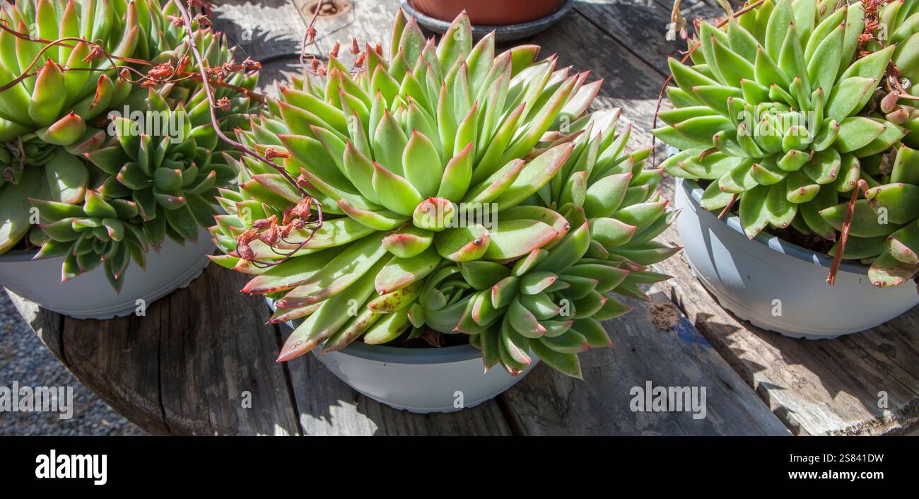 Echeveria agavoides o rossetto su superficie di legno, succulenta pianta fiorita esposta in vassoi presso il vivaio Foto Stock Echeveria agavoides o rossetto su superficie di legno, succulenta pianta fiorita esposta in vassoi presso il vivaio Foto Stock