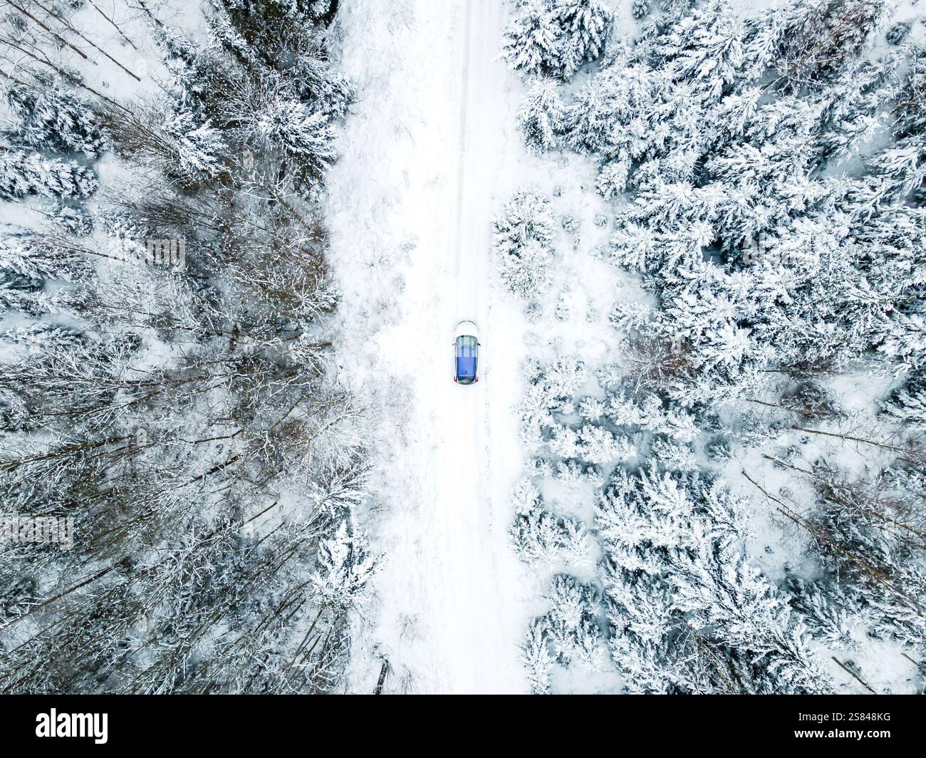 Un'auto blu solitaria percorre una strada innevata delimitata da fitti alberi innevati da un lato e rami spolverati di neve dall'altro. Foto Stock