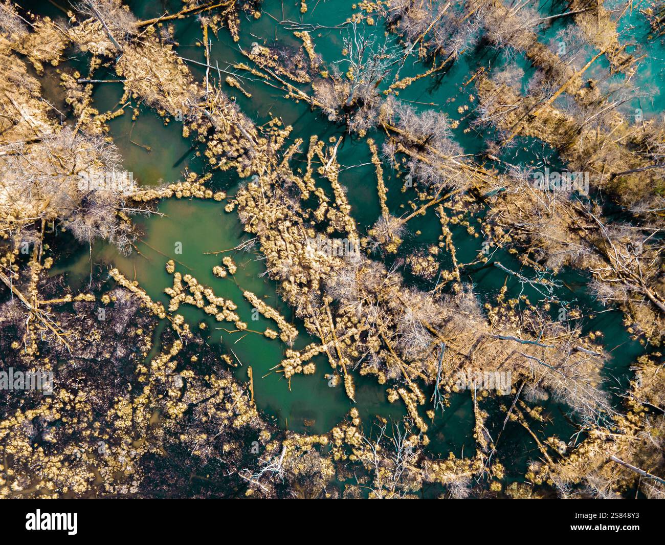 Prospettiva aerea di una zona umida caratterizzata da canali d'acqua blu verdastra, alberi senza foglie, detriti sparsi e macchie di vegetazione in transi stagionali Foto Stock