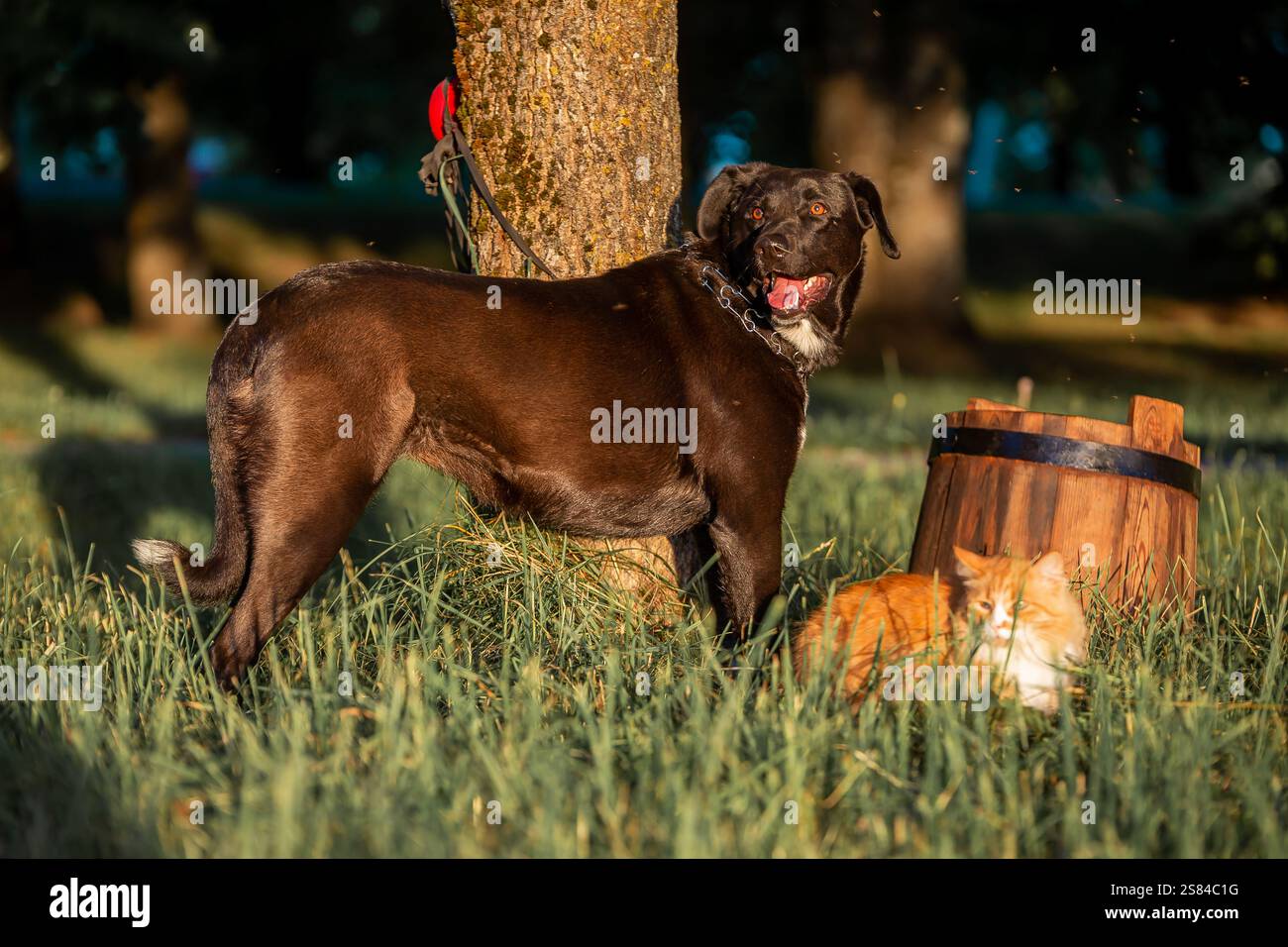 Un cane nero con una toppa bianca sul petto si erge legato ad un albero in erba alta. Un gatto arancione e bianco riposa nelle vicinanze, con una foresta sullo sfondo. Foto Stock