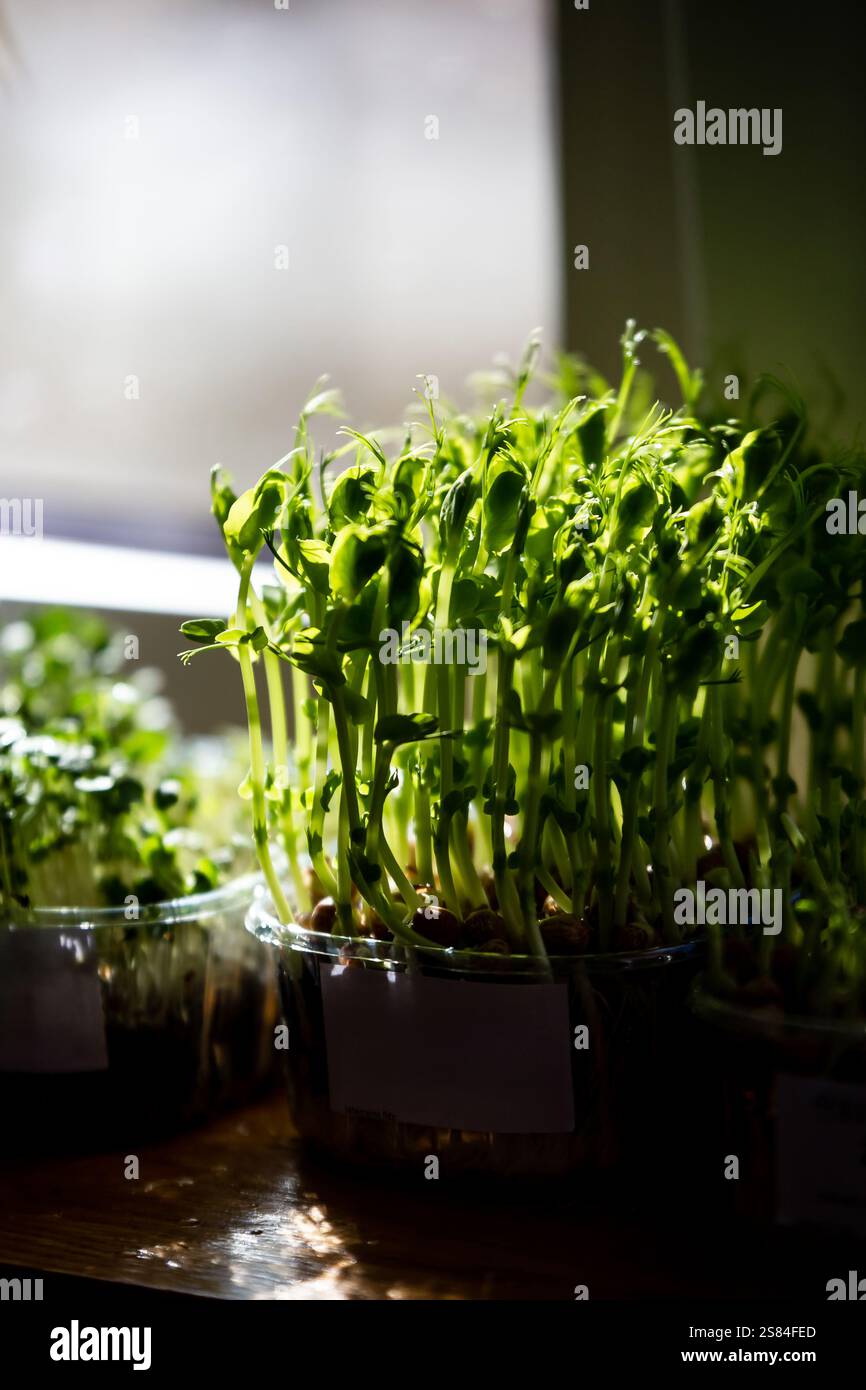 I piselli verdi brillanti crescono in un contenitore trasparente su una superficie di legno, con la luce del sole che scorre attraverso una finestra e proietta ombre morbide. Foto Stock