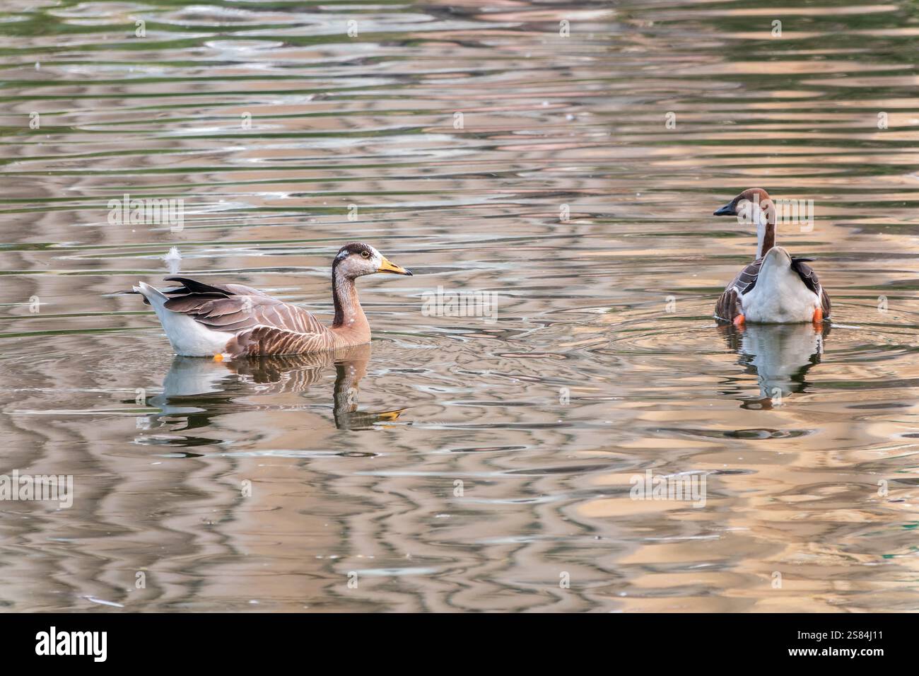 Swan Oca, Anser cygnoides, nuotando in acqua di lago. L'oca di Swan è un'oca grande con una gamma di allevamento naturale nella Mongolia interna, la Cina più settentrionale, A. Foto Stock