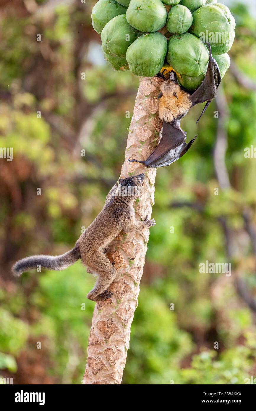 Lotta per un frutto tra pipistrello e scimmie di Maki dopo il ciclone di chido sull'isola di Mayotte. Tutti gli alberi da frutto sono semplicemente giù. Foto Stock