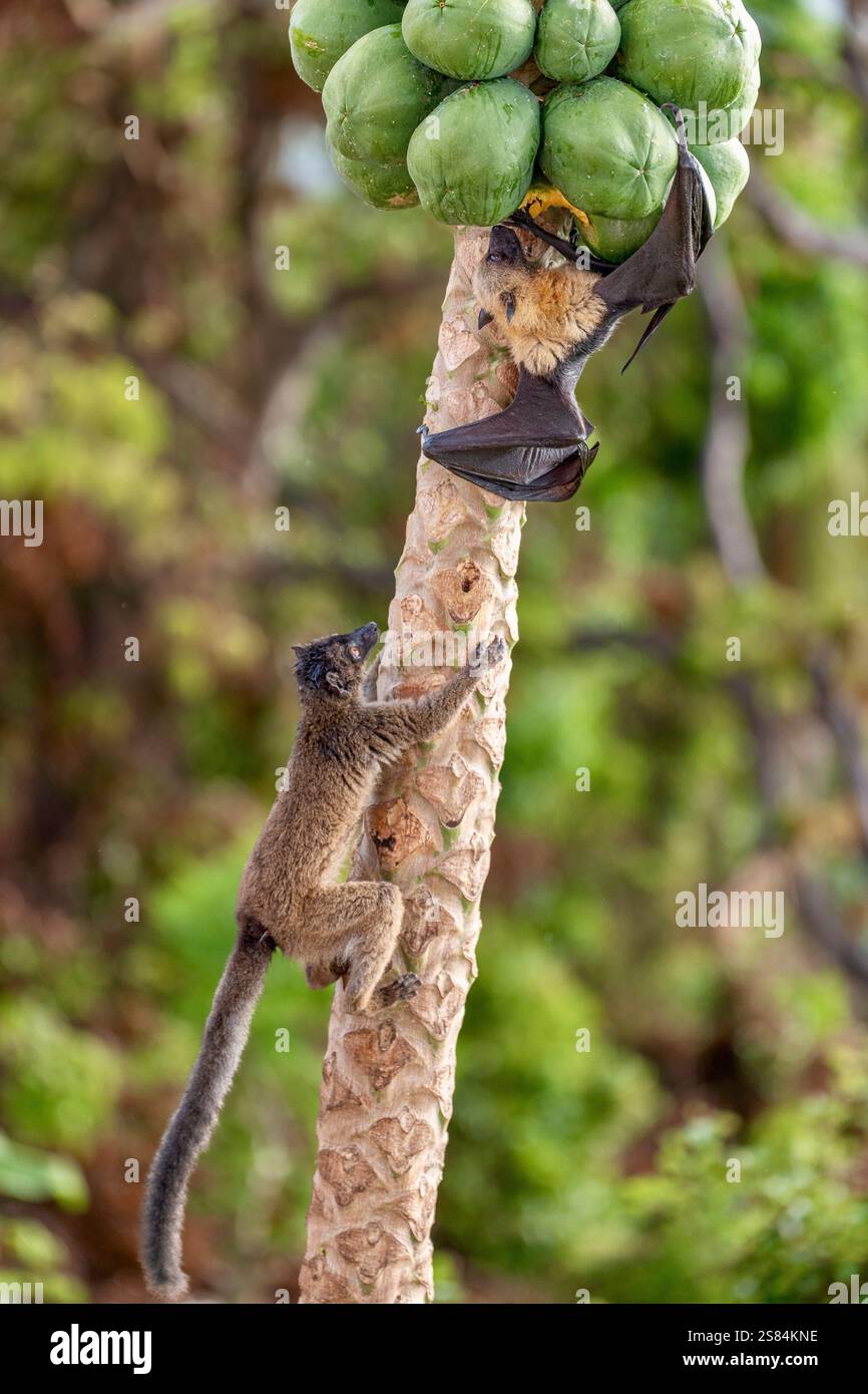 Lotta per un frutto tra pipistrello e scimmie di Maki dopo il ciclone di chido sull'isola di Mayotte. Tutti gli alberi da frutto sono semplicemente giù. Foto Stock