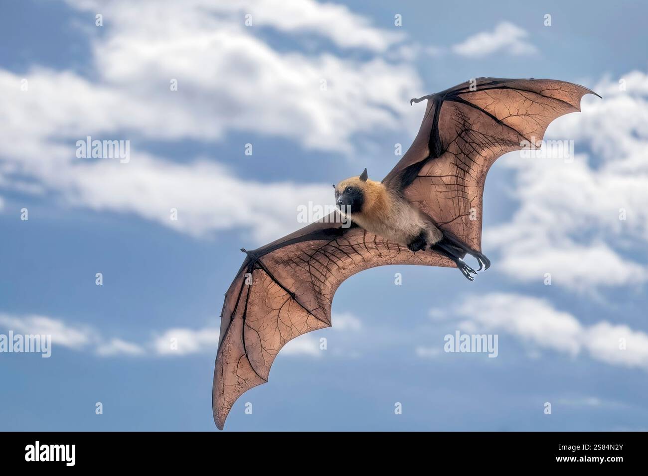 Primo piano di una volpe volante (Pteropus spp.) sorvolando la laguna, le sue ali si estendono sullo sfondo scintillante delle acque tropicali, una rara a Foto Stock