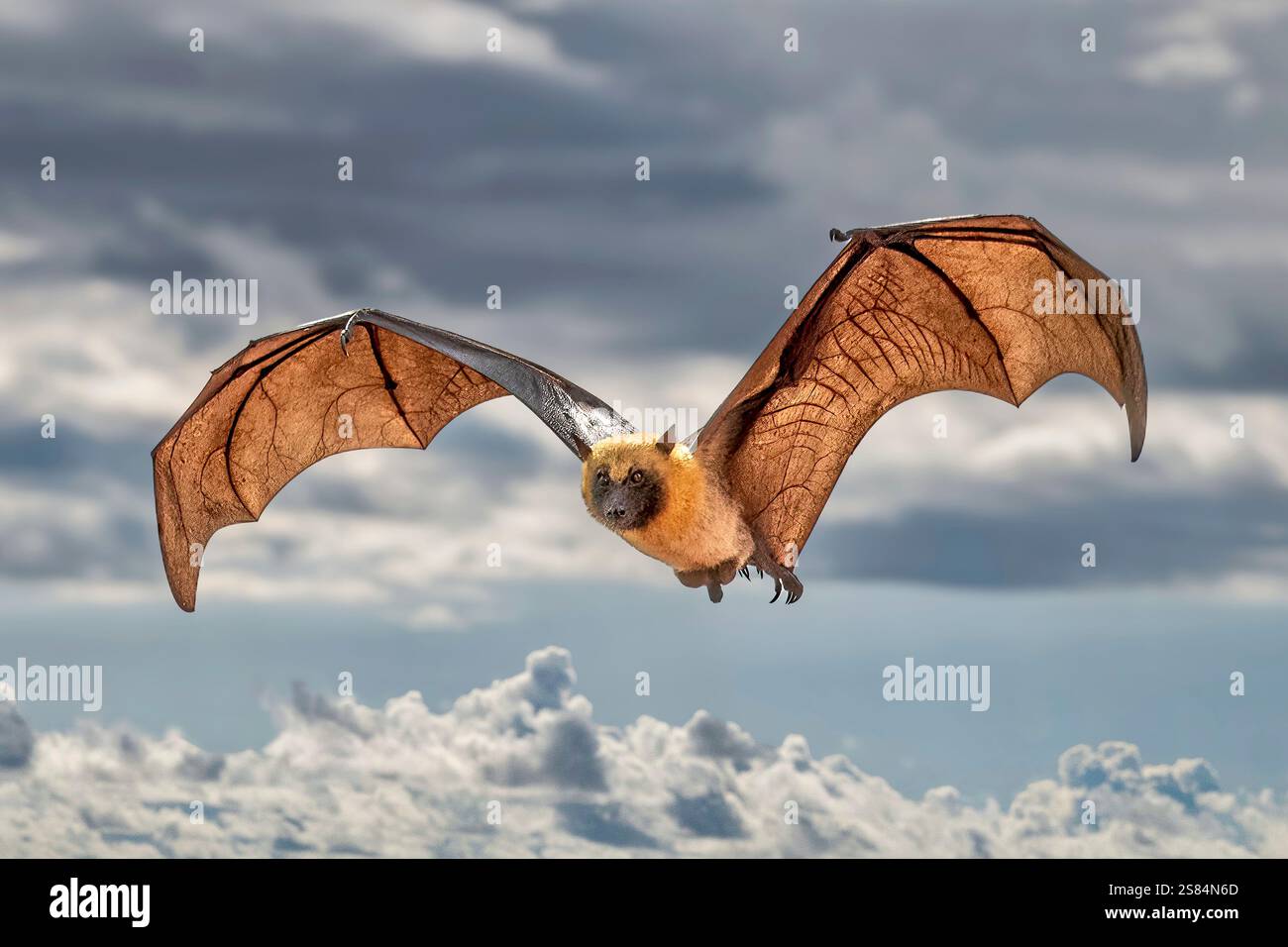 Primo piano di una volpe volante (Pteropus spp.) sorvolando la laguna, le sue ali si estendono sullo sfondo scintillante delle acque tropicali, una rara a Foto Stock