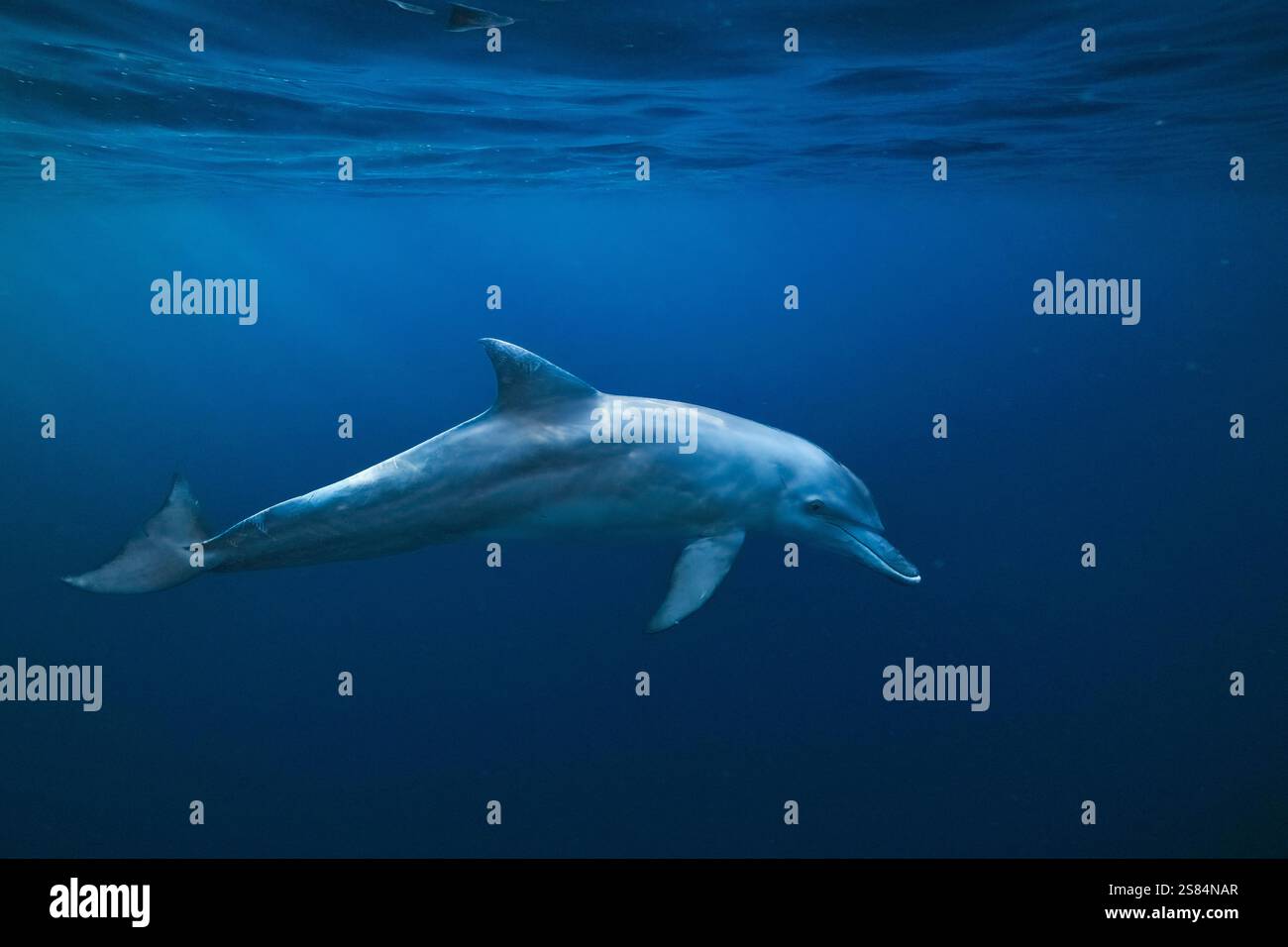 delfino aduncus che nuota sotto la superficie della laguna di mayotte Foto Stock