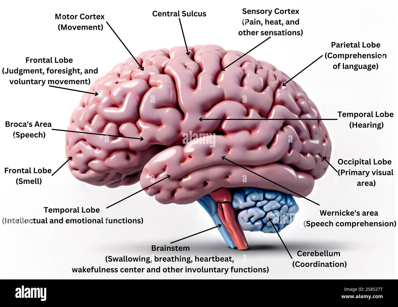 Diagramma dettagliato dell'anatomia cerebrale umana che evidenzia le regioni chiave e le loro funzioni - un'illustrazione didattica e scientifica. Foto Stock