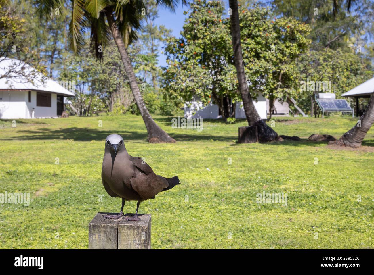 Noddy su Bird Island, Seychelles Foto Stock