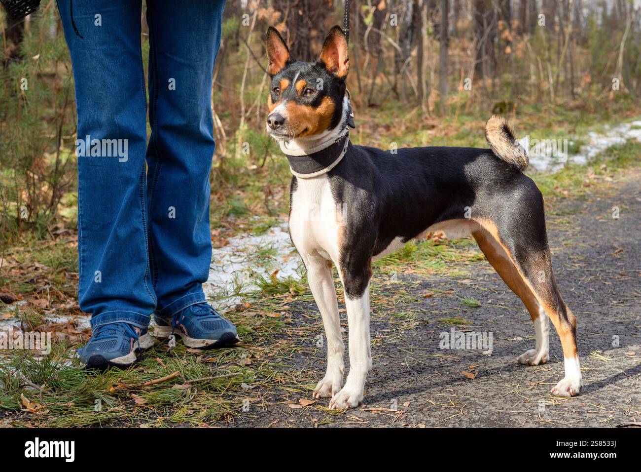 Cane Basenji sullo sfondo della foresta autunnale durante una passeggiata nel parco Foto Stock