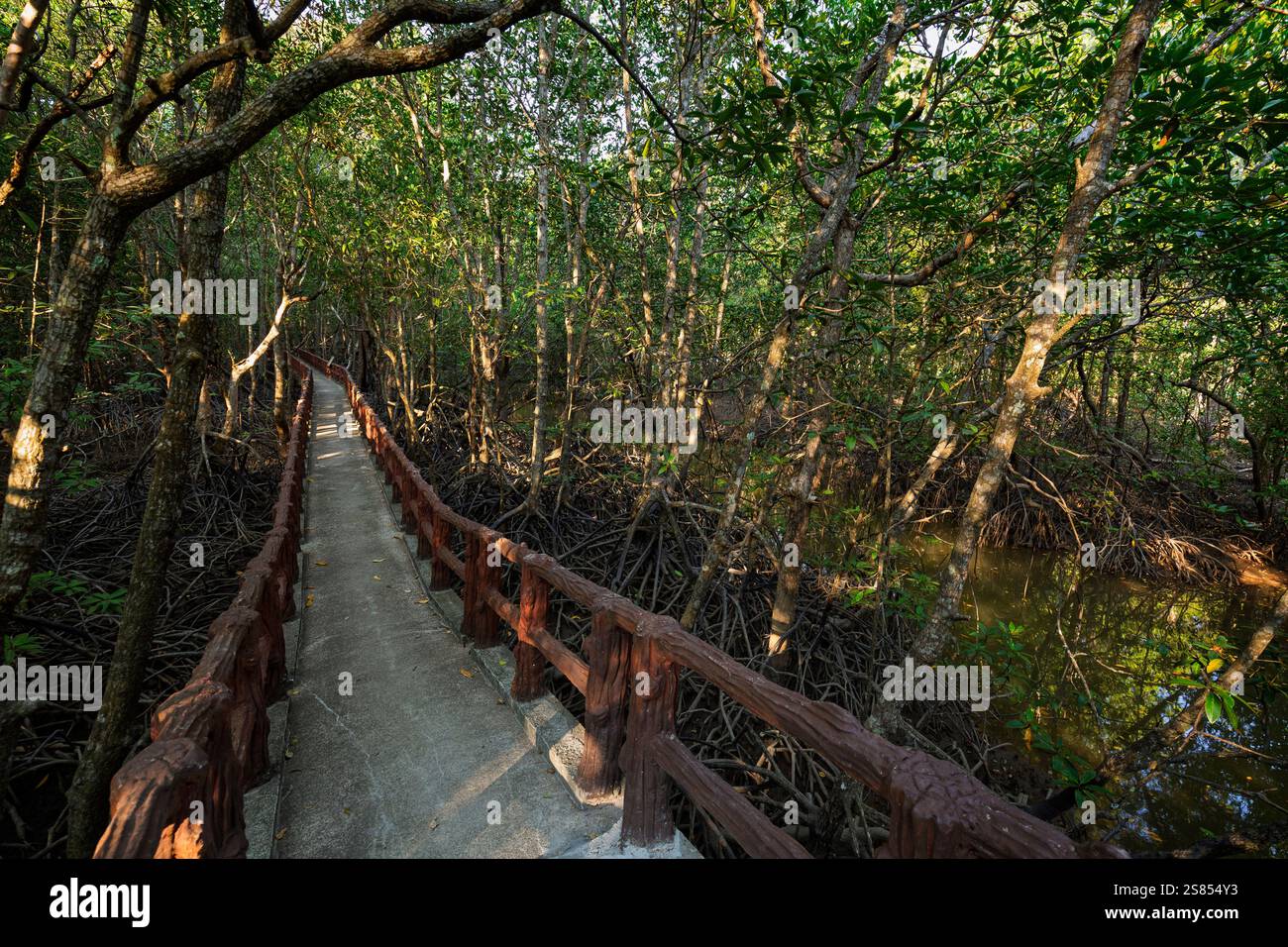 Krabi Urban Forest Walkway - sentiero sopraelevato nella foresta di mangrovie nella città di Krabi, Thailandia, in una giornata di sole. Foto Stock