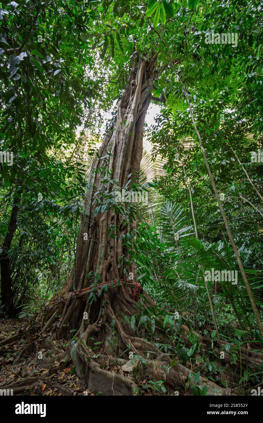 Grande e alto albero tropicale con lunghe radici in una foresta pluviale presso il Tempio della Grotta della Tigre (Wat Tham Suea (sua)) in una giornata di sole. Foto Stock