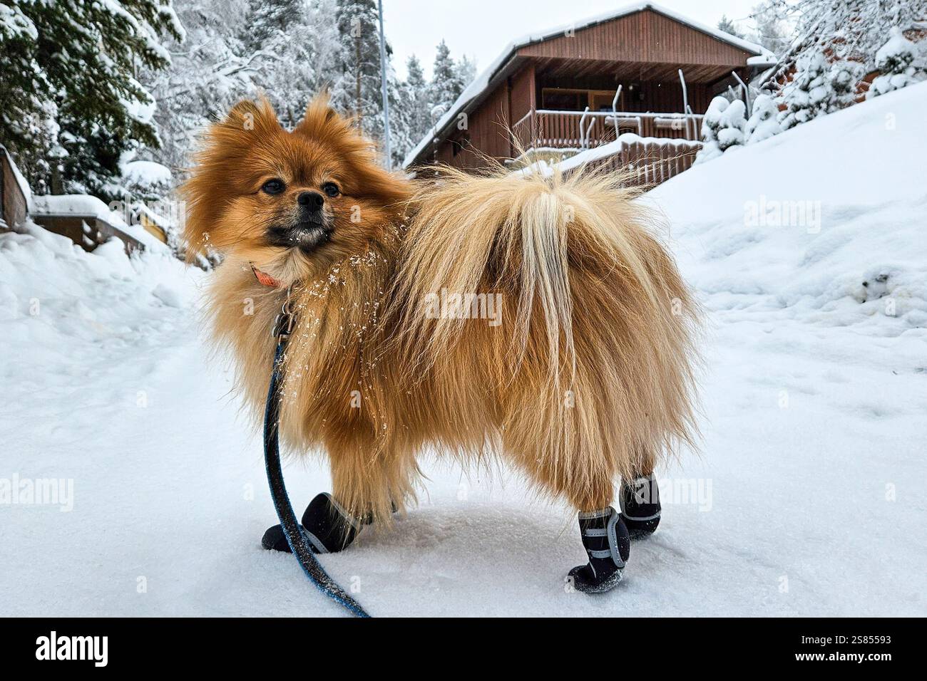 Simpatico e soffice cane spitz della pomerania durante una passeggiata invernale al guinzaglio con eleganti scarpe per animali sulle zampe Foto Stock