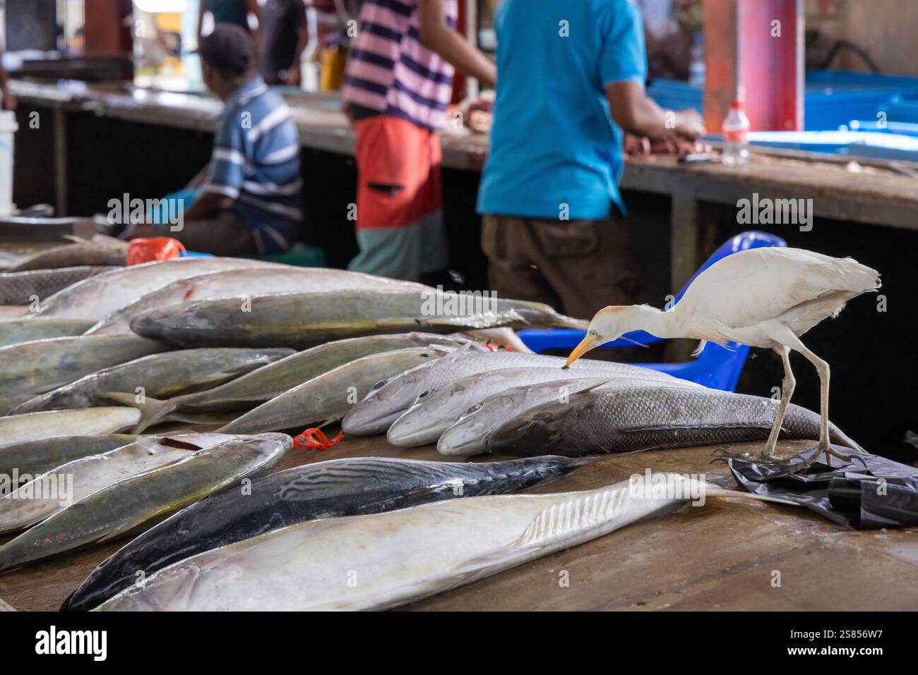 L'egret di bestiame che cattura mosche al mercato del pesce di Victoria, Mahé, Seychelles Foto Stock