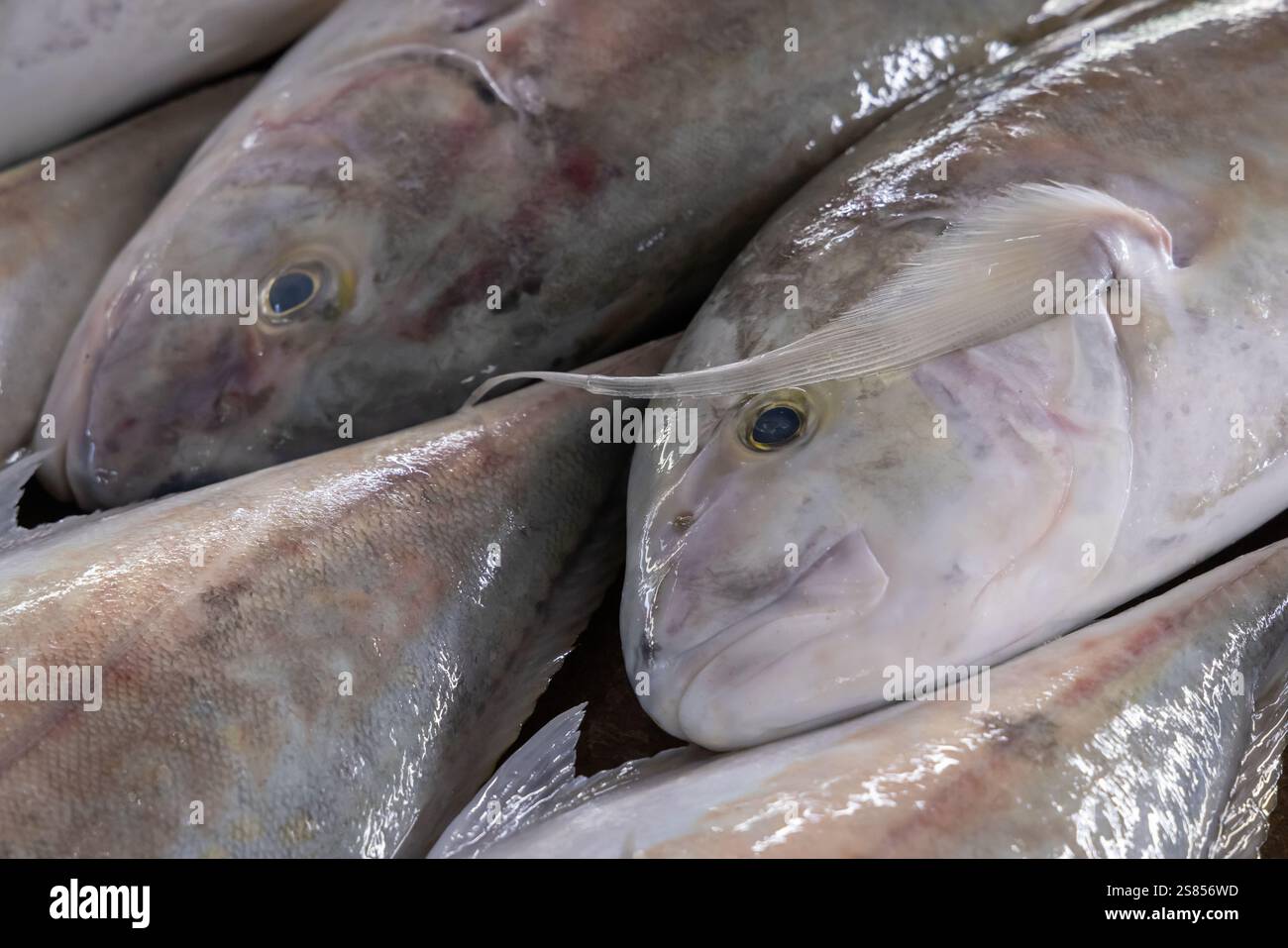 Fishmarket a Victoria, Mahé, Seychelles Foto Stock