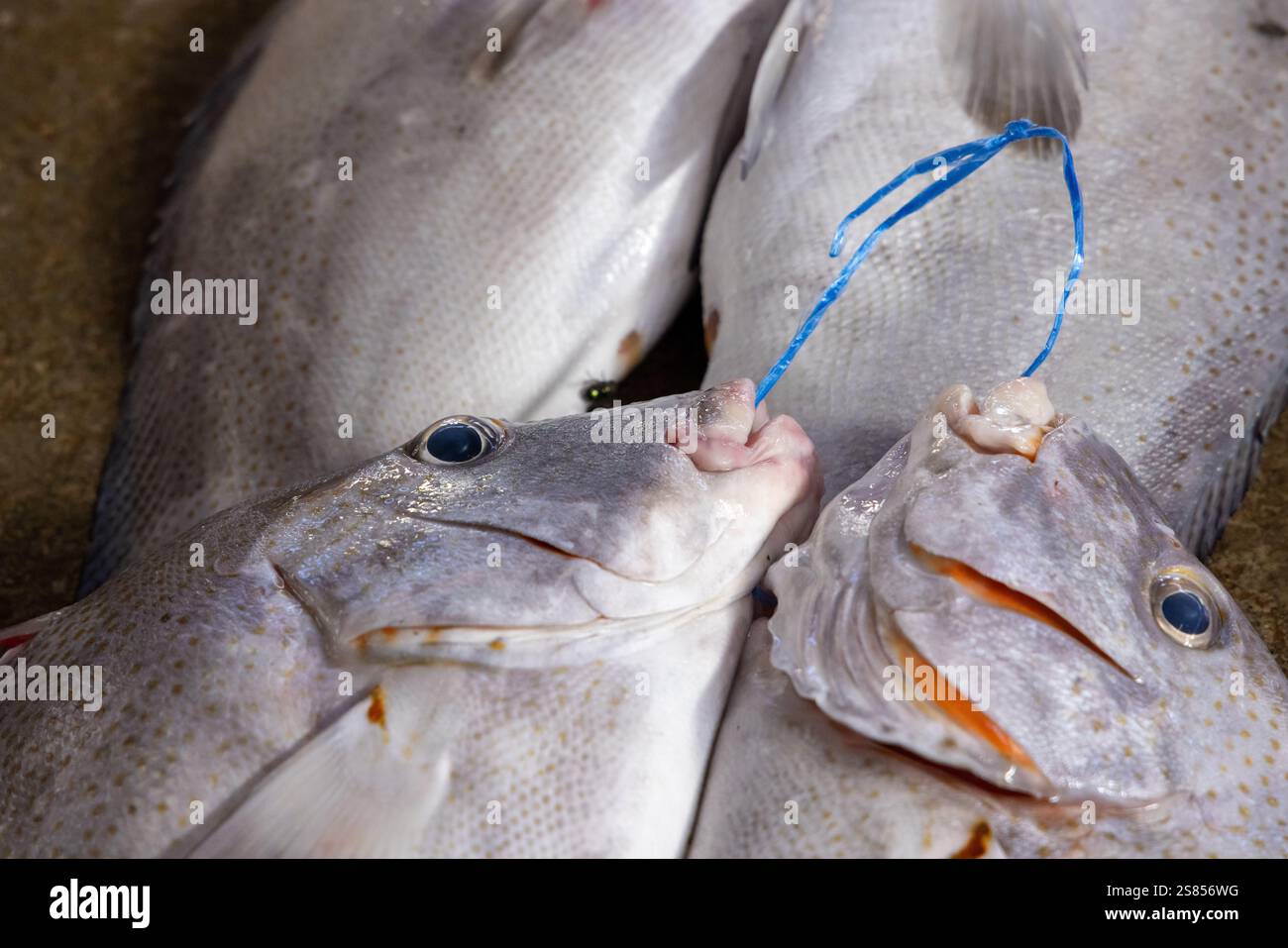 Fishmarket a Victoria, Mahé, Seychelles Foto Stock