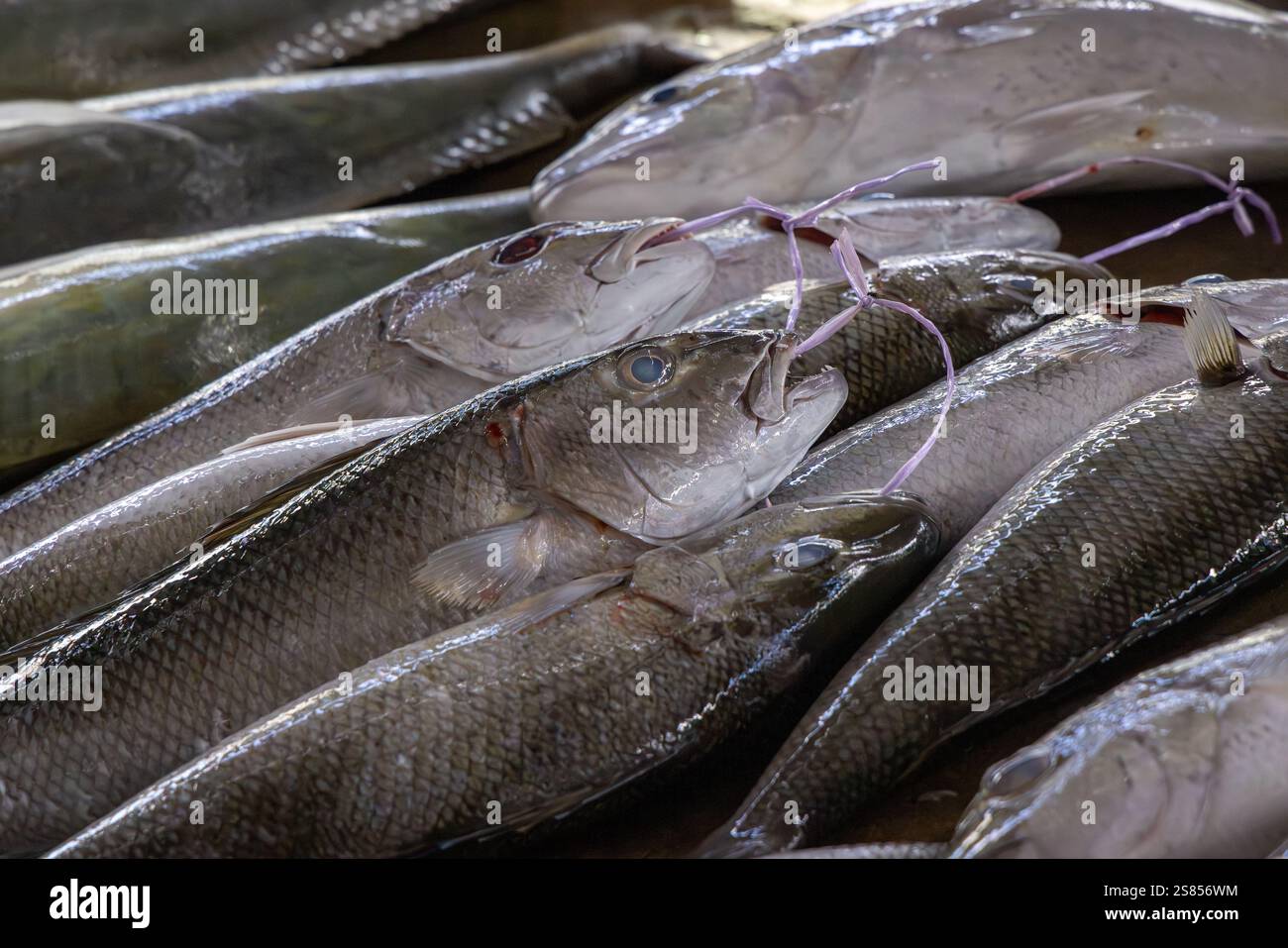 Fishmarket a Victoria, Mahé, Seychelles Foto Stock