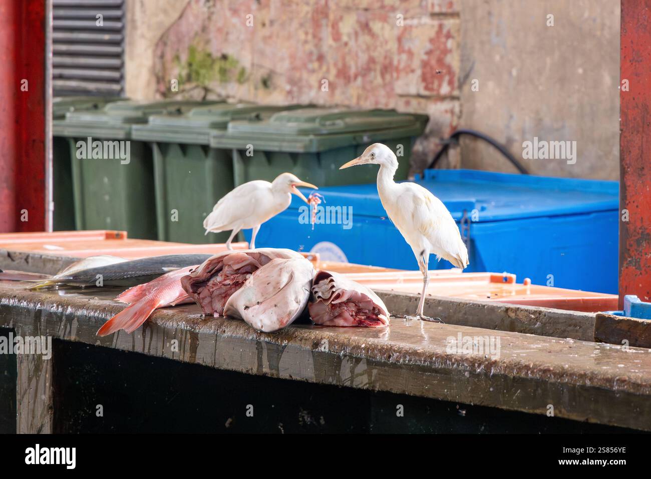 L'egret di bestiame che cattura mosche al mercato del pesce di Victoria, Mahé, Seychelles Foto Stock