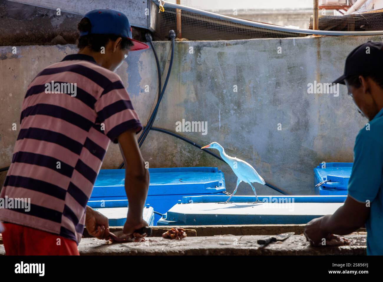 L'egret di bestiame che cattura mosche al mercato del pesce di Victoria, Mahé, Seychelles Foto Stock