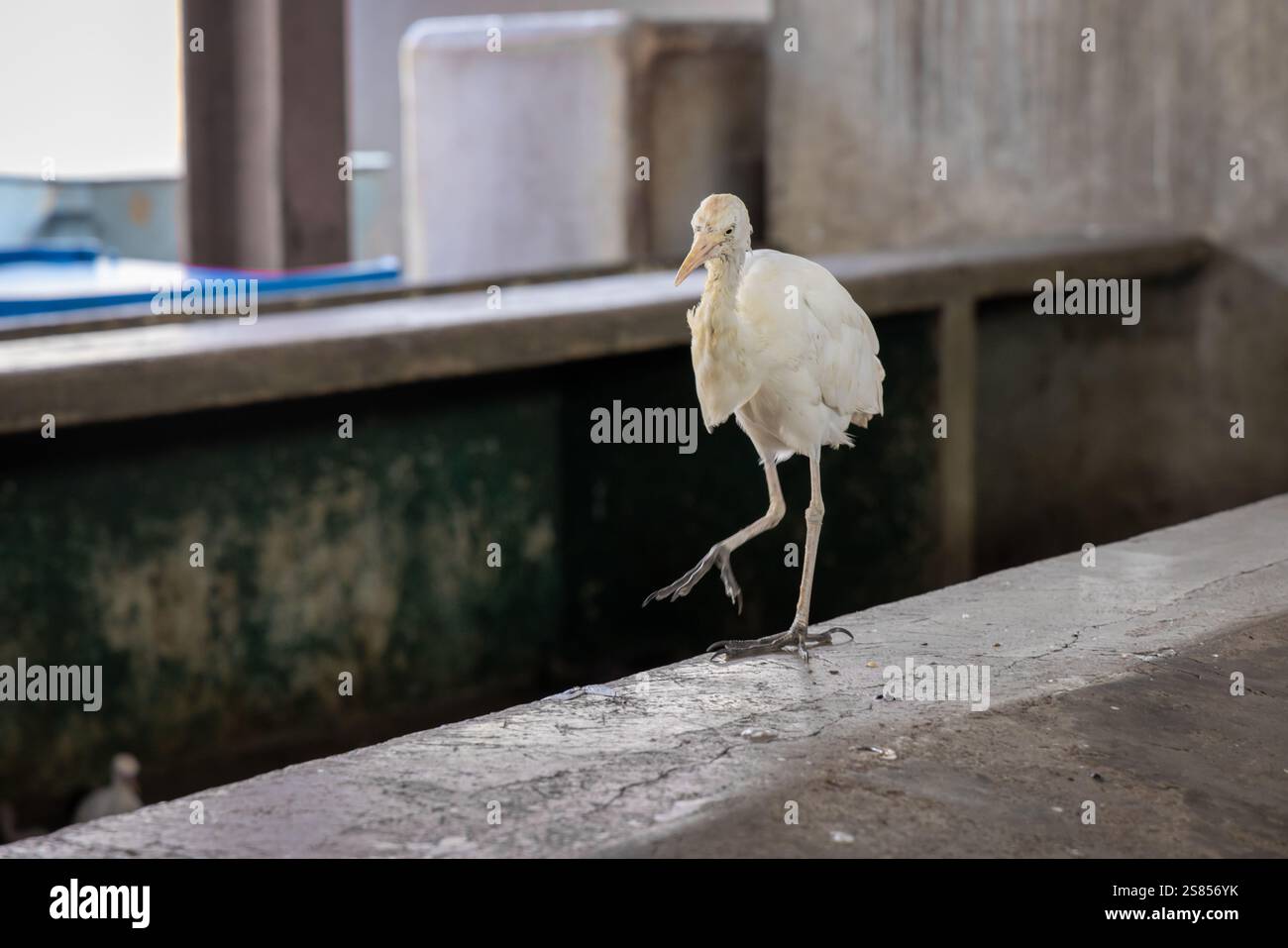 L'egret di bestiame che cattura mosche al mercato del pesce di Victoria, Mahé, Seychelles Foto Stock