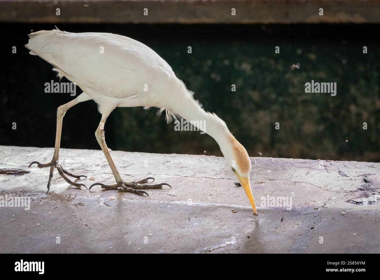 L'egret di bestiame che cattura mosche al mercato del pesce di Victoria, Mahé, Seychelles Foto Stock