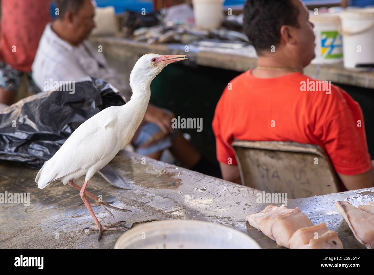 L'egret di bestiame che cattura mosche al mercato del pesce di Victoria, Mahé, Seychelles Foto Stock