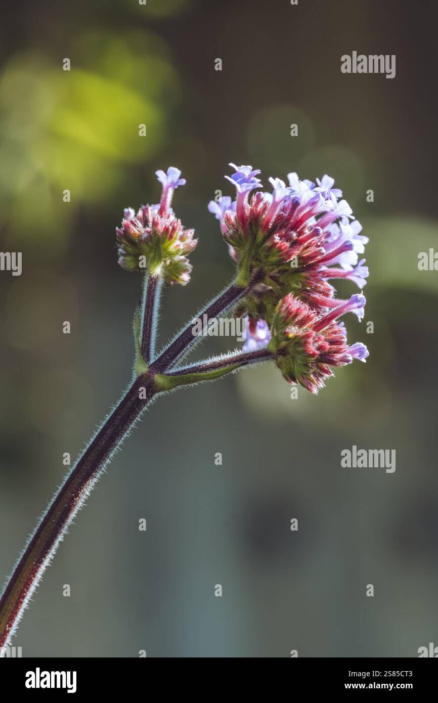 Fiore di verbena viola in fiore Foto Stock