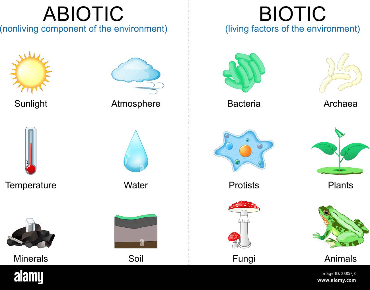 Fattori viventi biotici e componenti abiotici non viventi dell'ambiente. Illustrazione vettoriale. Illustrazione Vettoriale