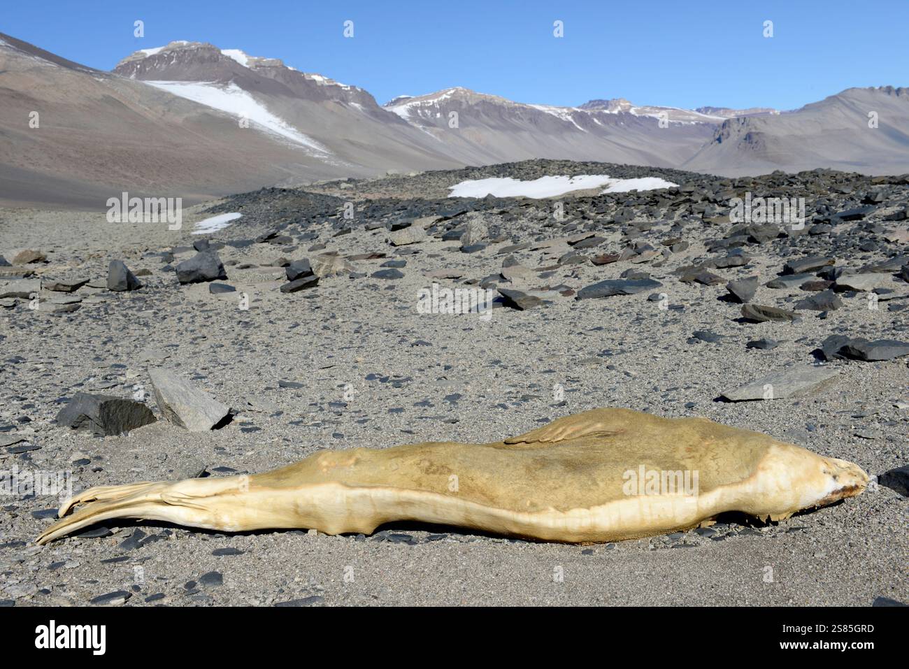 Wright Valley, McMurdo Dry Valley Foto Stock