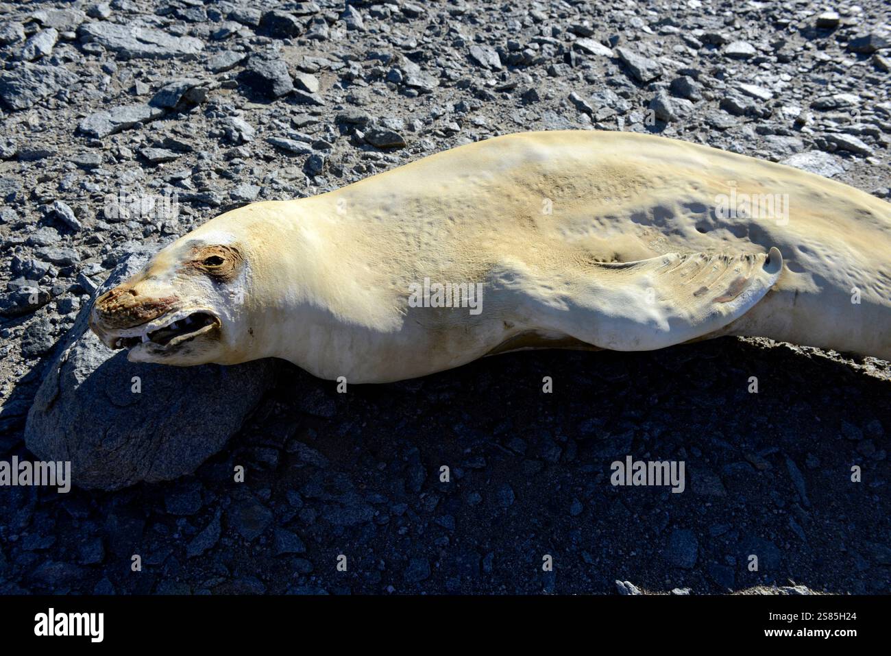 La foca mummificata nei pressi del lago Vanda, Wright Valley, è liofilizzata dove è morta dopo essersi arenata a decine di chilometri dal mare Foto Stock
