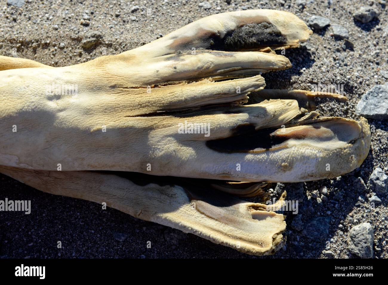 La foca mummificata nei pressi del lago Vanda, Wright Valley, è liofilizzata dove è morta dopo essersi arenata a decine di chilometri dal mare Foto Stock