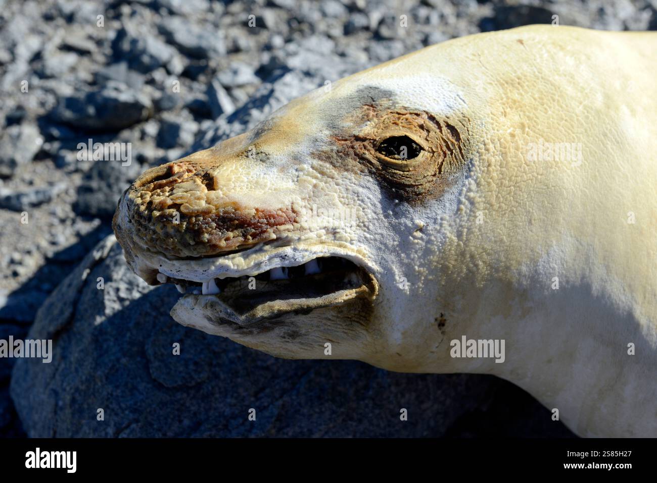 La foca mummificata nei pressi del lago Vanda, Wright Valley, è liofilizzata dove è morta dopo essersi arenata a decine di chilometri dal mare Foto Stock