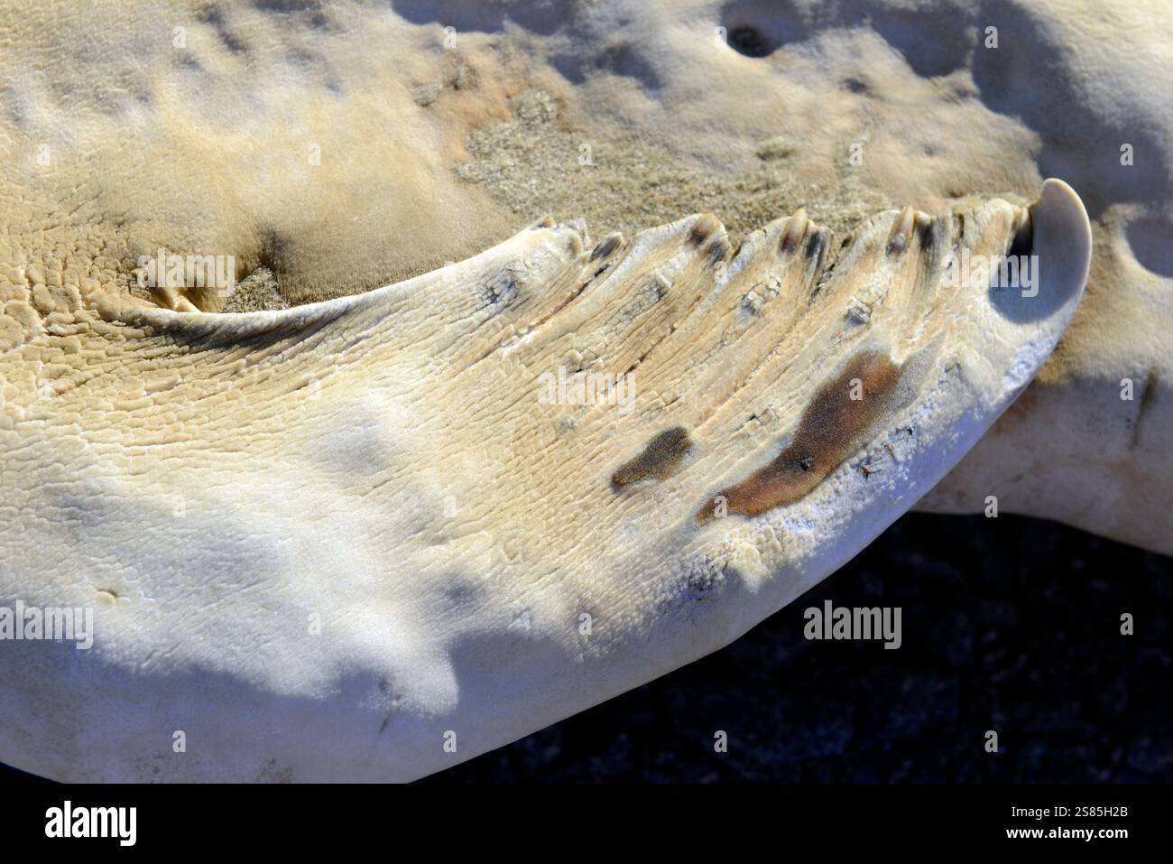La foca mummificata nei pressi del lago Vanda, Wright Valley, è liofilizzata dove è morta dopo essersi arenata a decine di chilometri dal mare Foto Stock
