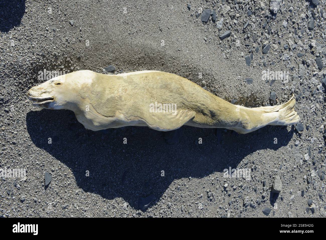 La foca mummificata nei pressi del lago Vanda, Wright Valley, è liofilizzata dove è morta dopo essersi arenata a decine di chilometri dal mare Foto Stock