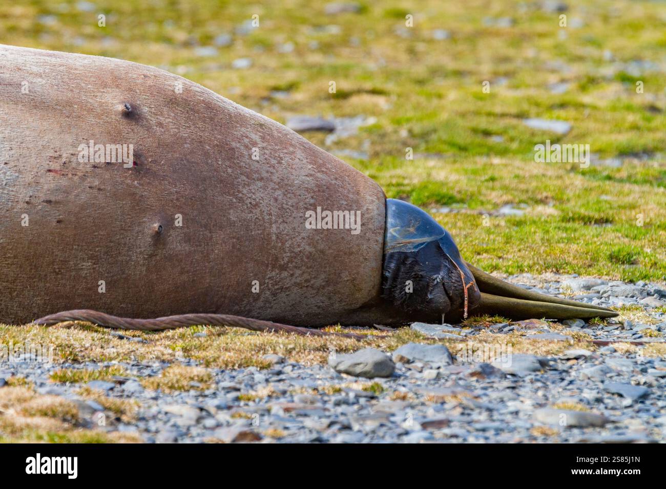 Femmina incinta di elefante del sud (Mirounga leonina) che partorisce sulla spiaggia di Stromness Bay, South Georgia Island Foto Stock