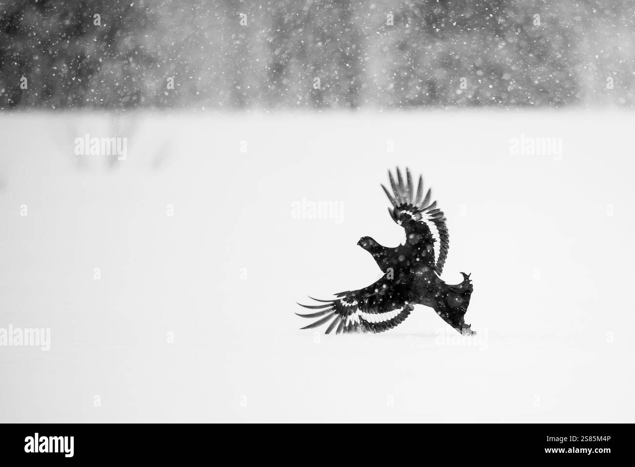 Maschio Gallo nero (Lyrurus tetrix) atterrando su un campo innevato, Finlandia Foto Stock