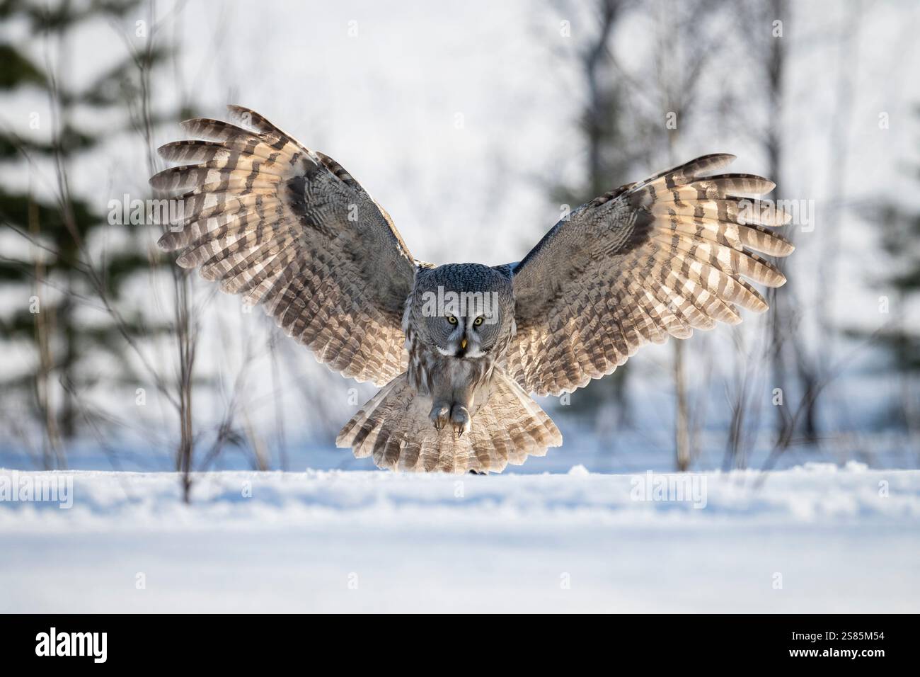 Gufo grigio grande (Strix nebulosa) in volo, Finlandia Foto Stock