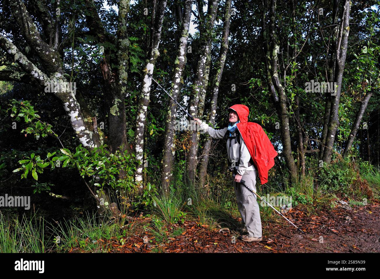 Fai un'escursione sull'antico sentiero utilizzato dagli abitanti del villaggio per attraversare l'isola da nord a sud, sulle alture di Santana, isola di Madeira, oceano Atlantico, Portogallo Foto Stock